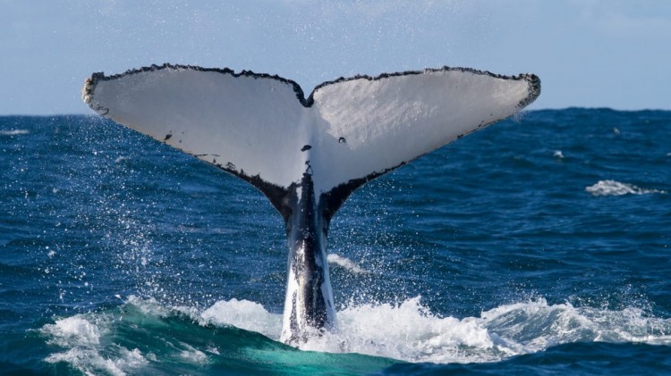 加密鲸鱼逢低买入，增持 1.2 亿 MATIC